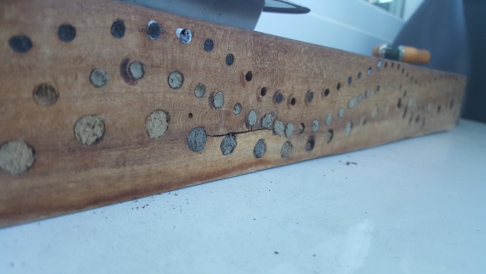 Insektenhotel Belegung 2019-06-27