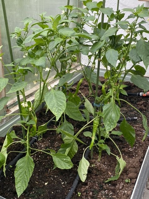 Italienische Bratpaprika Jimmy Nardello