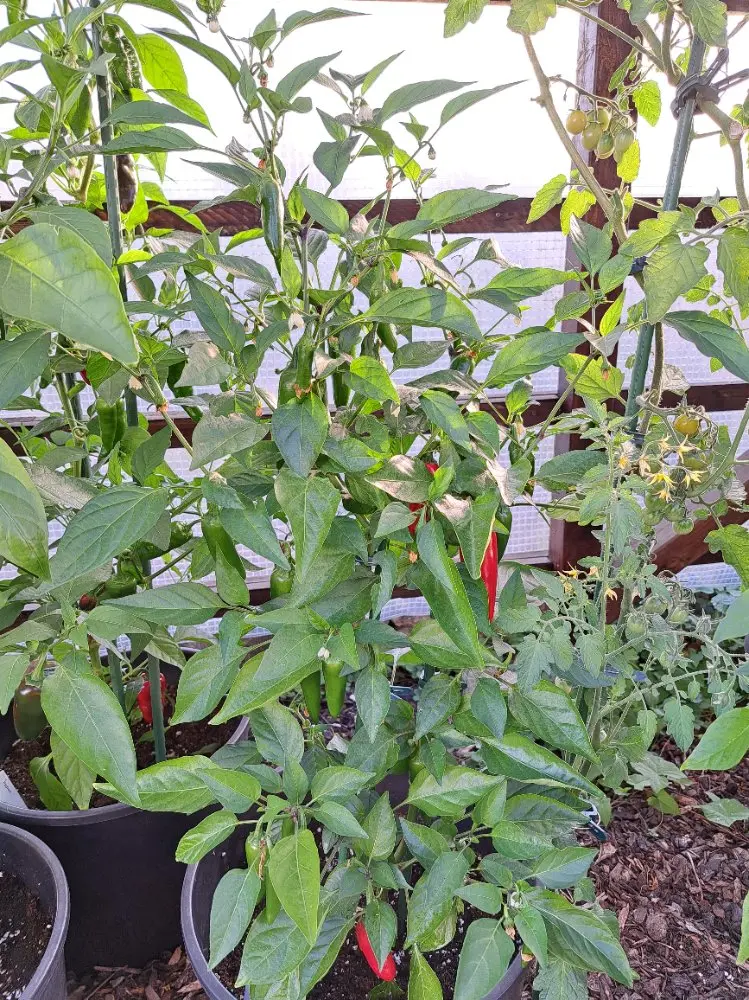 Jalapeño 120726.webp