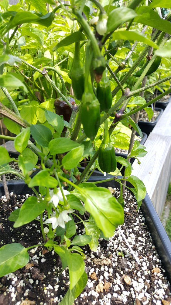Jalapeno braun