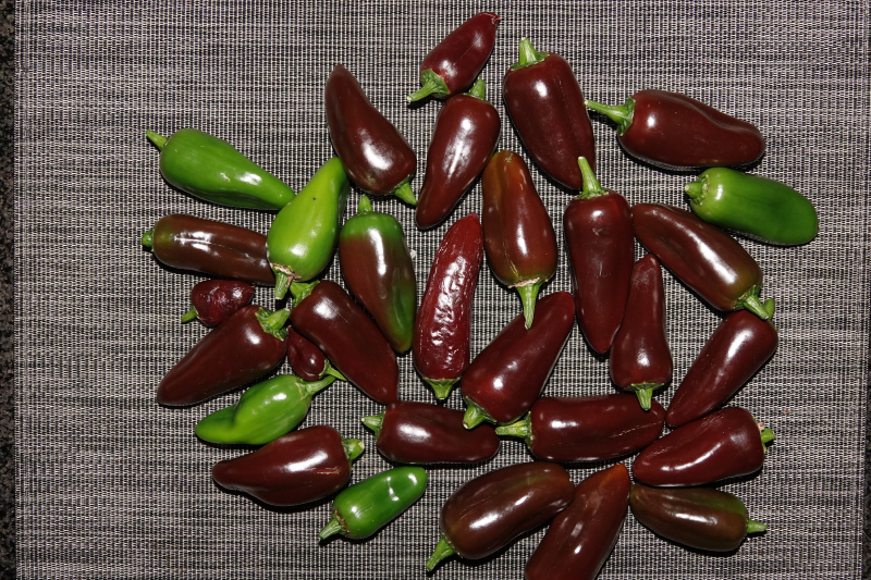 Jalapeno Brown-23-10-21.JPG