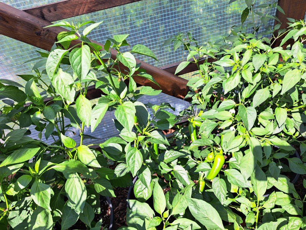 Jalapeño Brown 230623 01.jpg