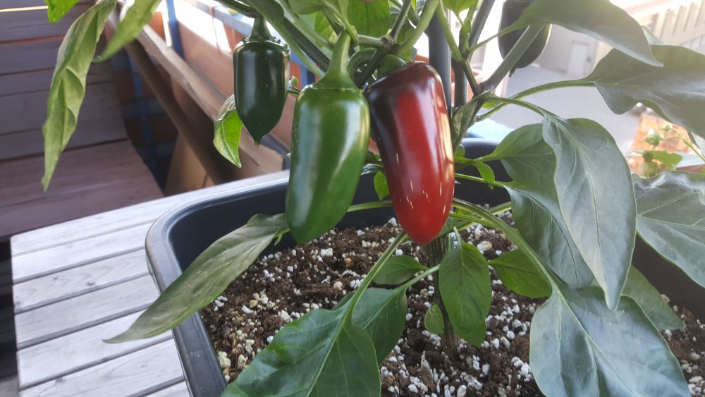 Jalapeno Colima 2019-06-27