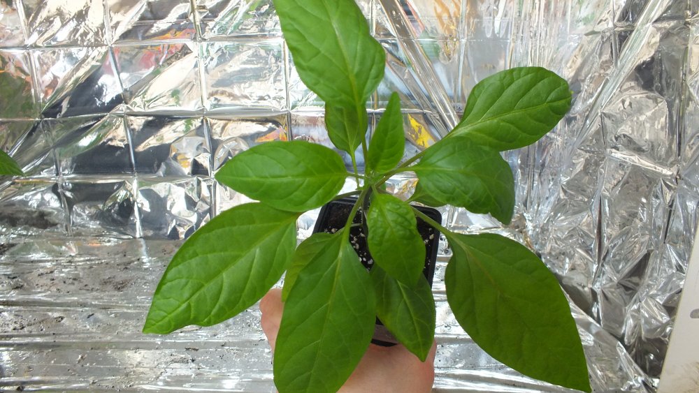 Jalapeno Early