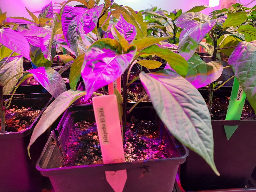 Jalapeño El Jefe 26032021