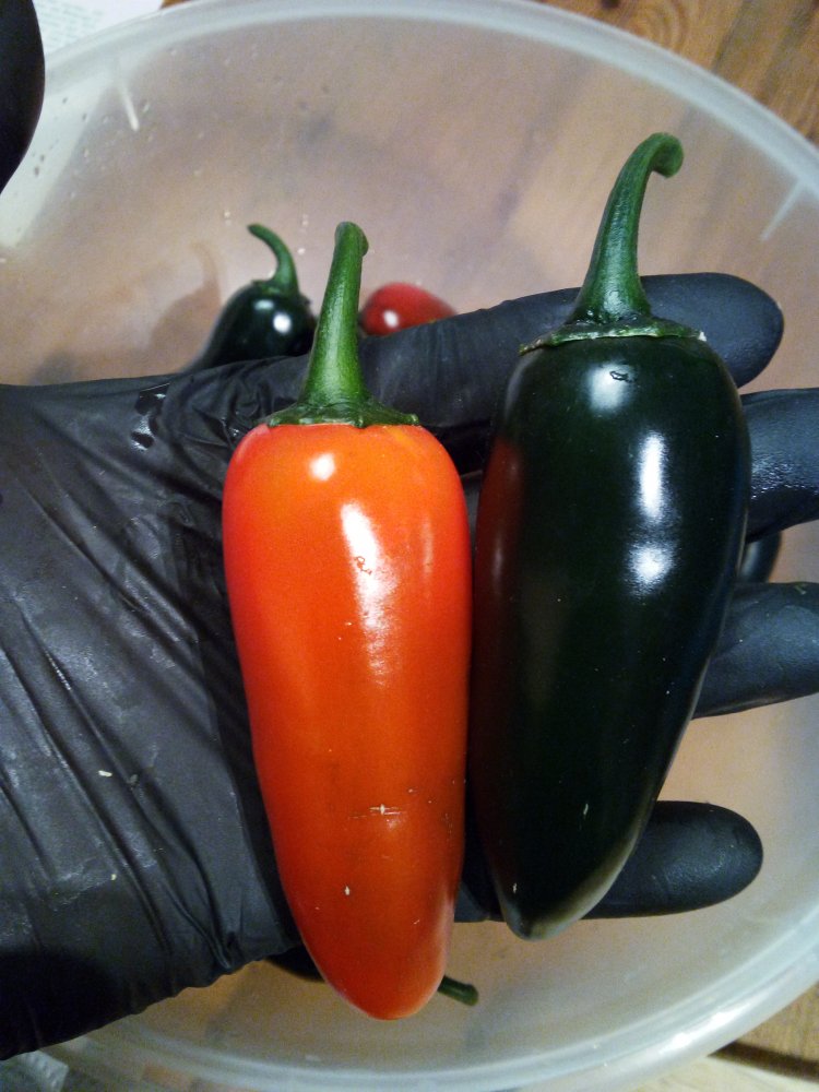 Jalapeno El Jefe.jpg