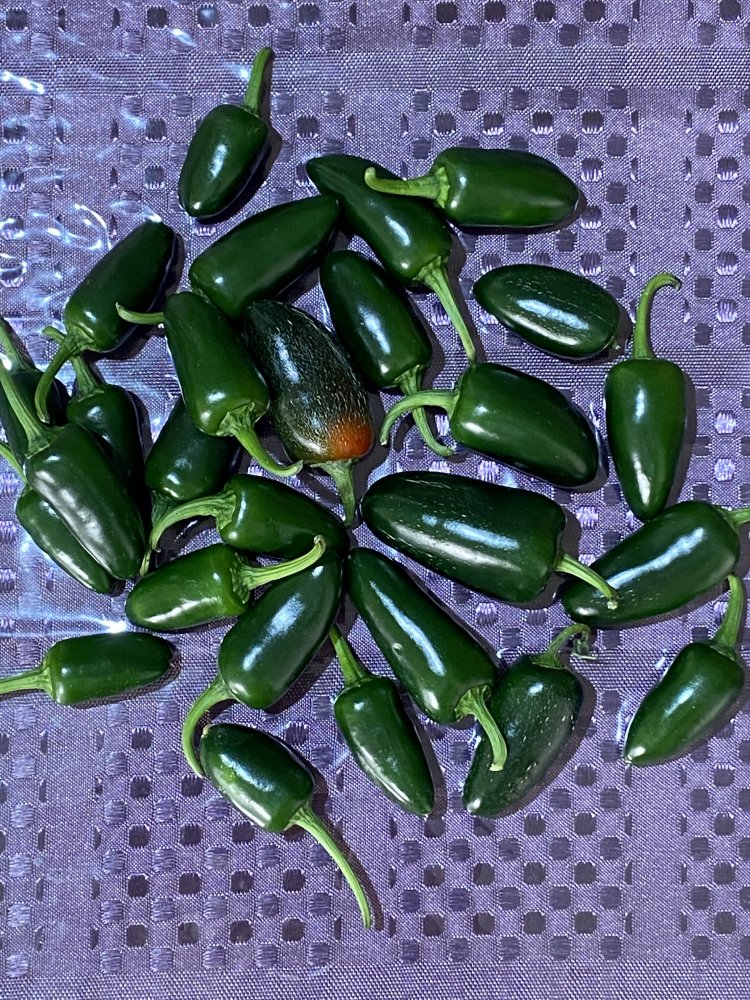 Jalapeno M