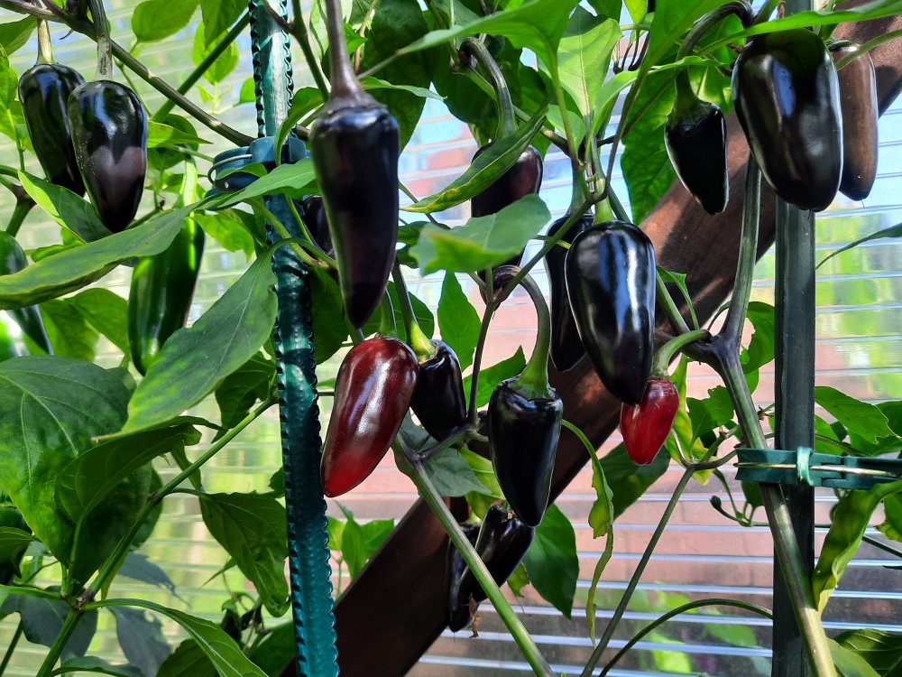 Jalapeño Purple 03