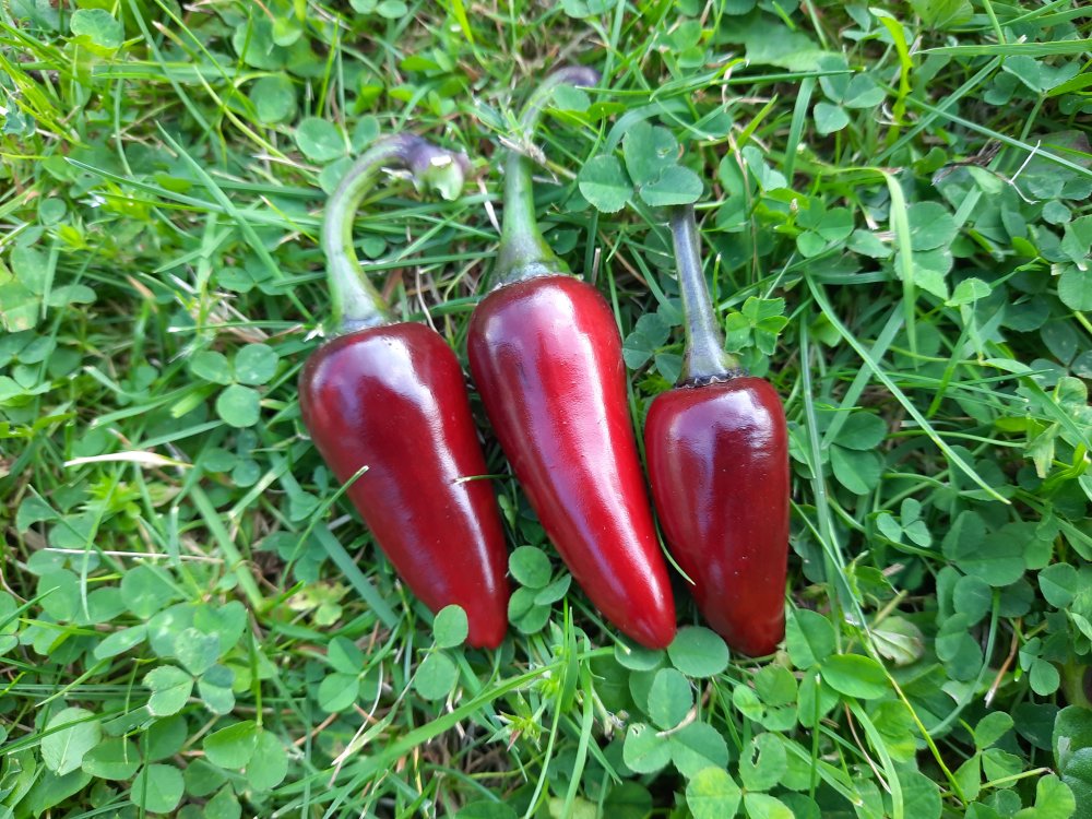 Jalapeño Purple 05