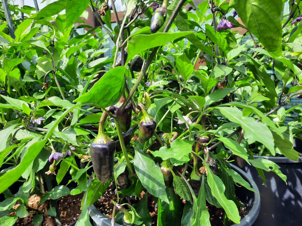 Jalapeño Purple 090722.jpg