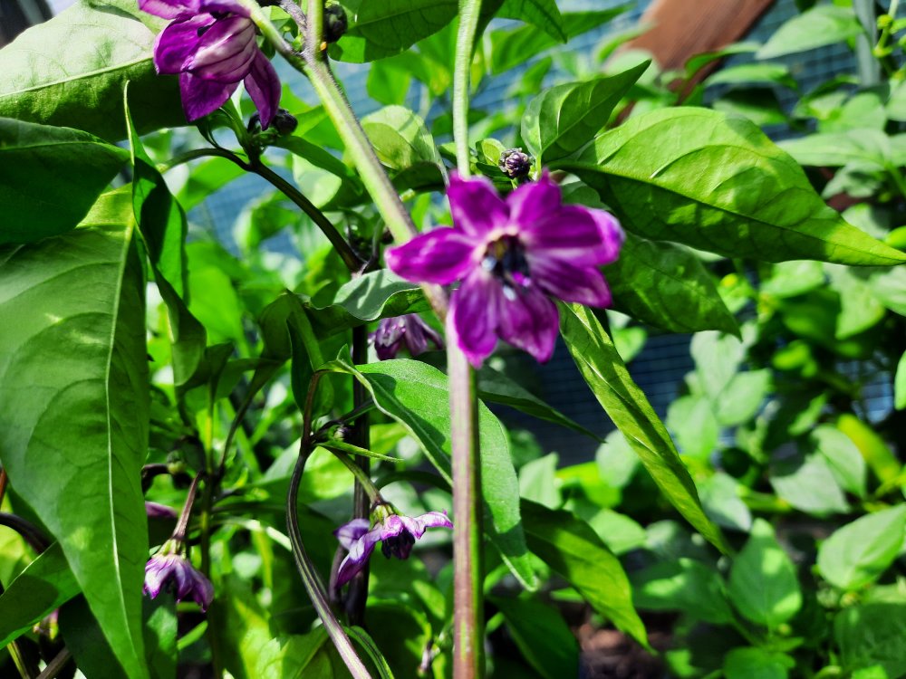 Jalapeño Purple 090722b.jpg