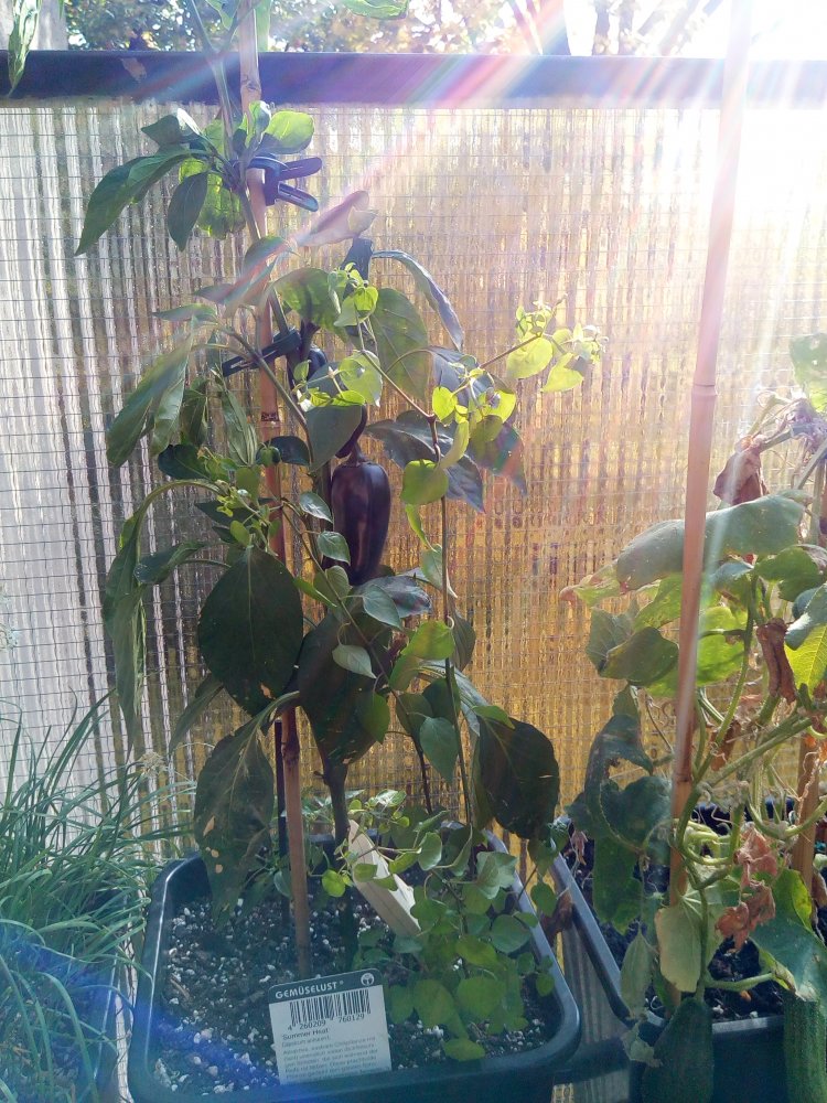 Jalapeno Summer Heat + Minis
