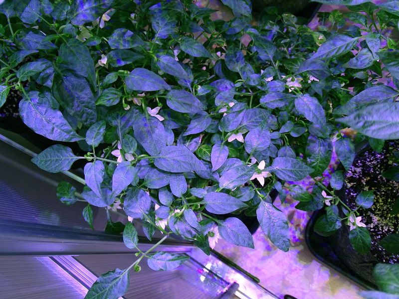 Jalapeno_Brown_Blueten_20170312