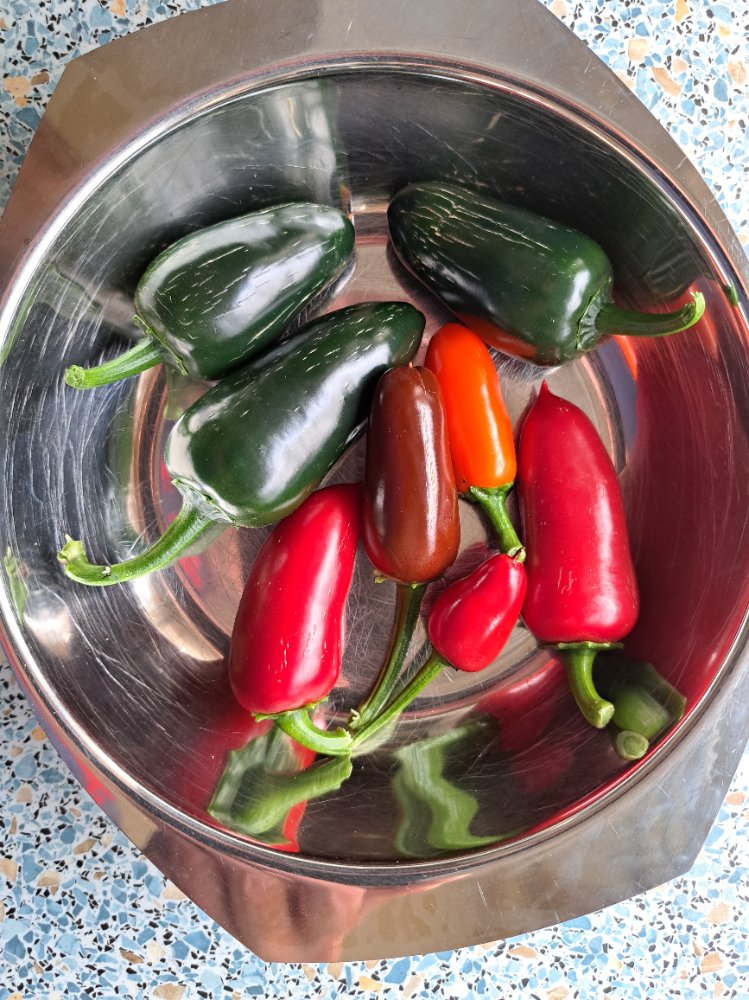 Jalapeños Parmesanpanade 01.jpg