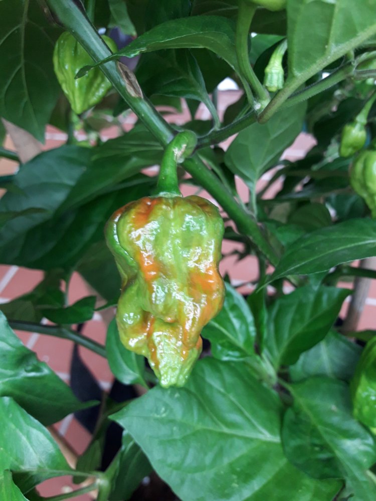 Jigsaw Farbspiel (1)