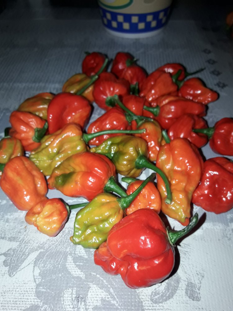 Jigsaw Notschlachtung