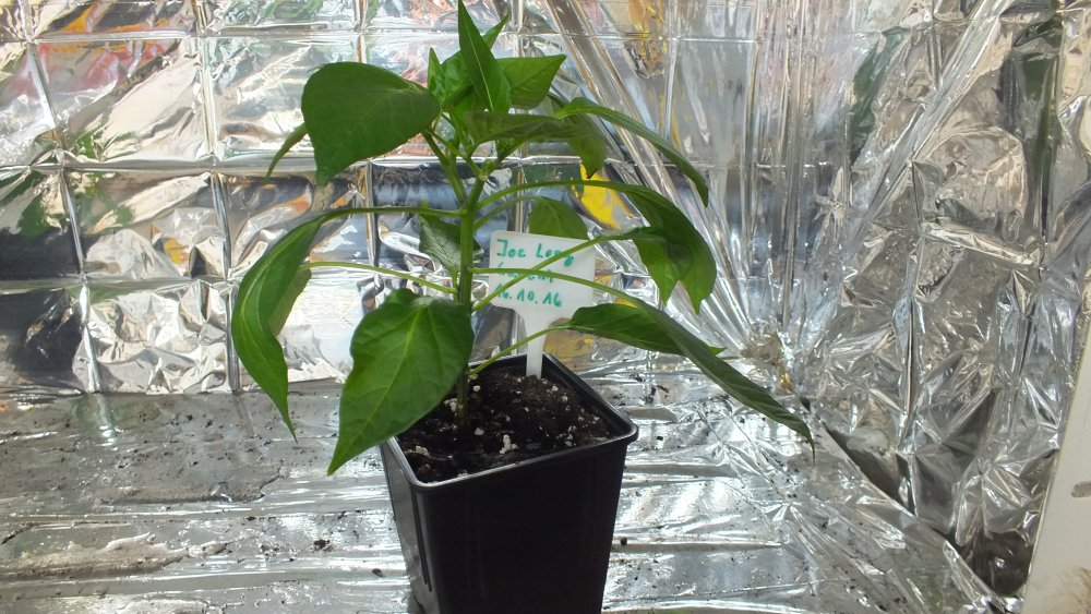 Joe's Long Cayenne