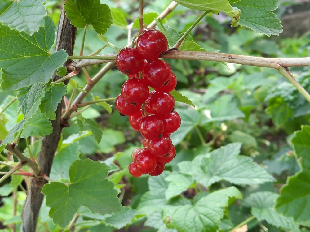 Johannisbeeren rot.jpg