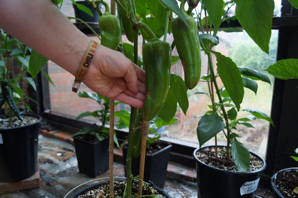 Jumbo Pepperoni Gartencenter