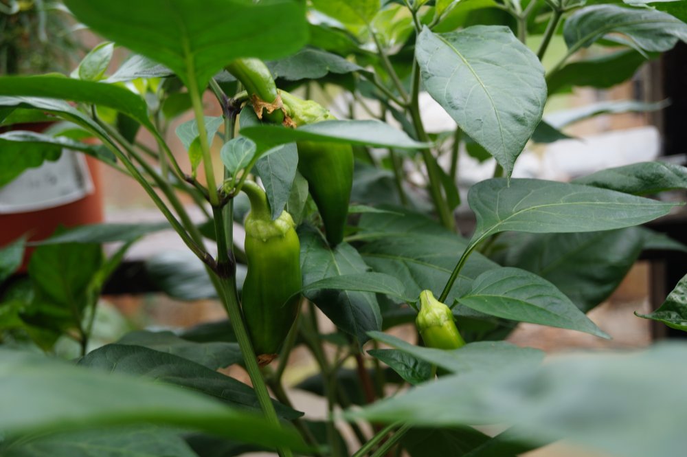 Jumbo Pepperoni Gartencenter