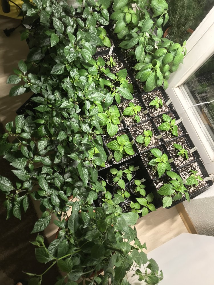 Jungpflanzen 02.03.2018