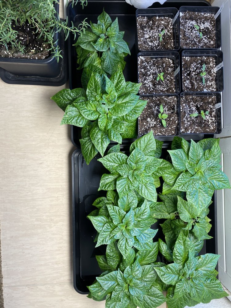 Jungpflanzen unter Zeus XT 3500K