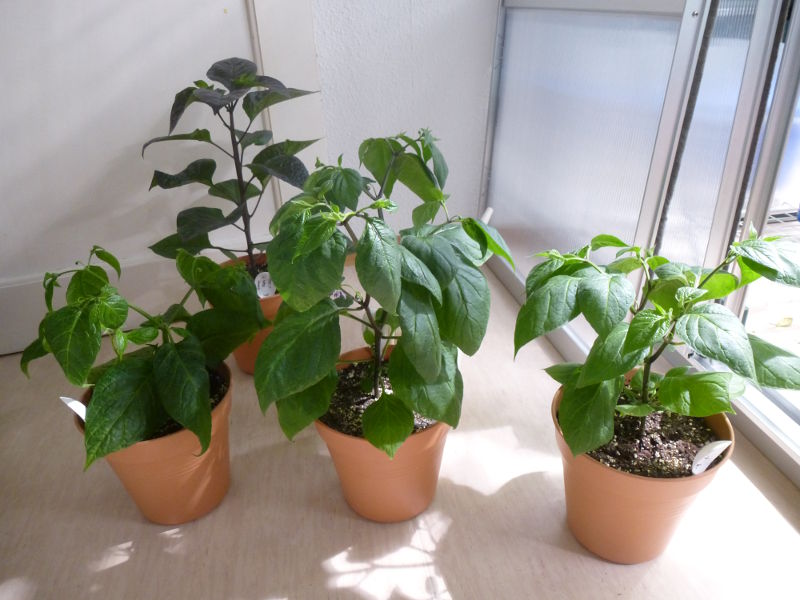 Jungpflanzen_20140118