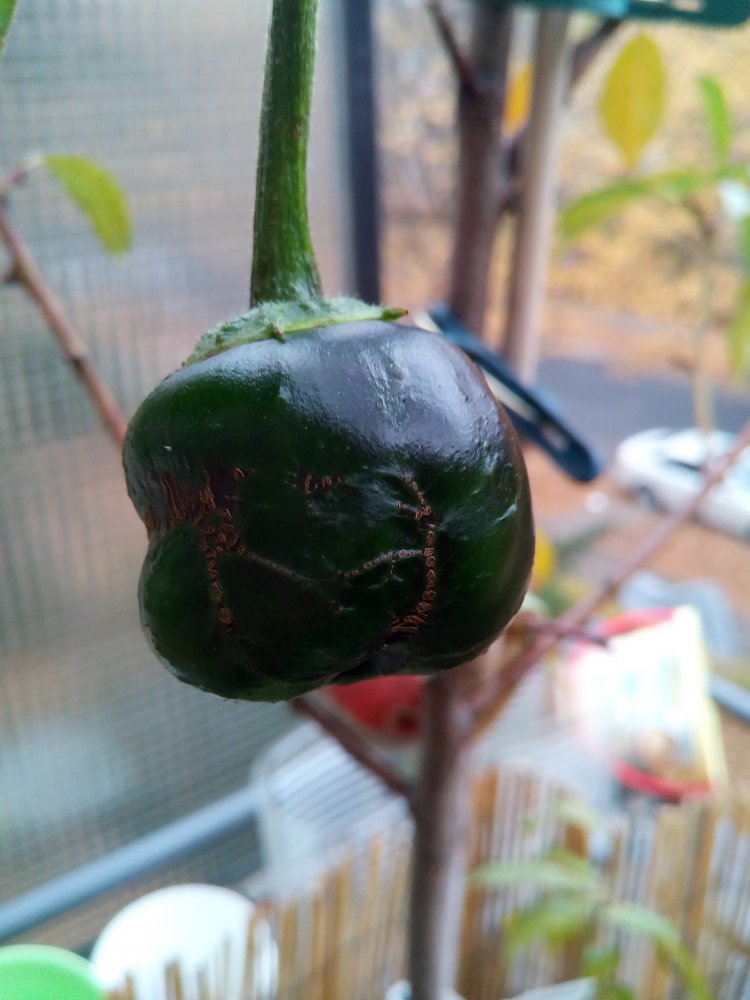 Kälteschaden an Rocoto 01