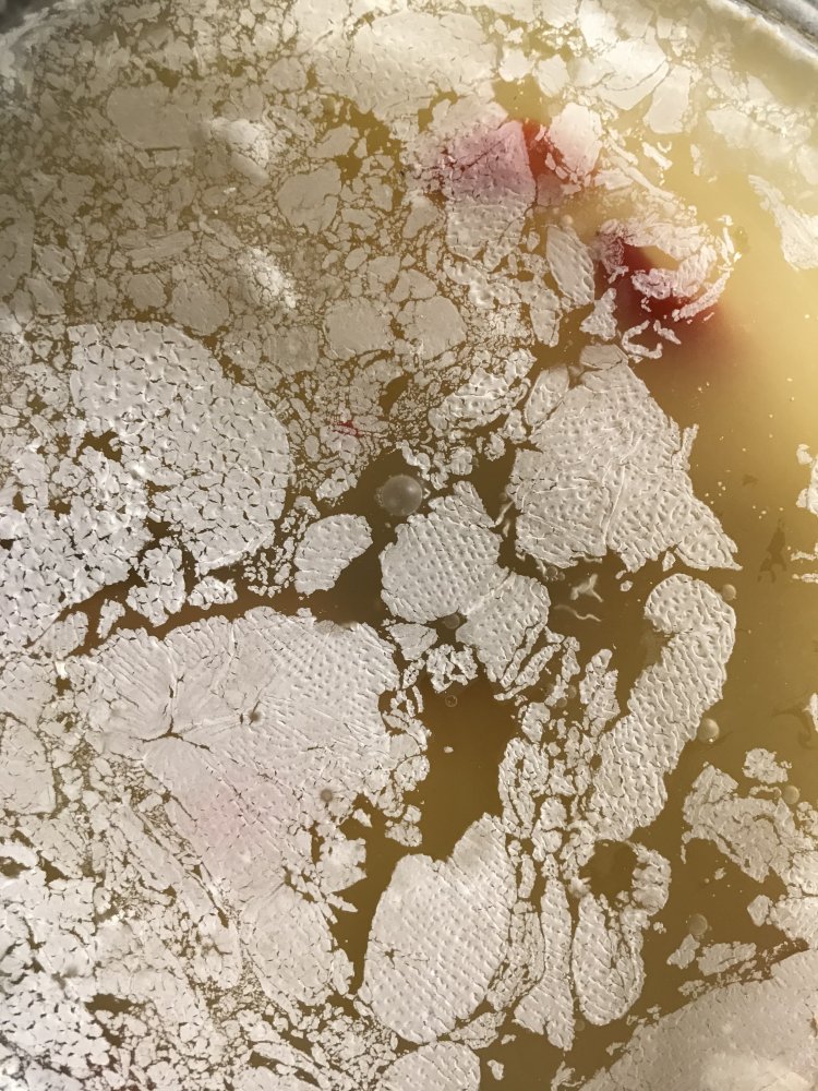 Kahmhaut bei der Fermentation Chilis