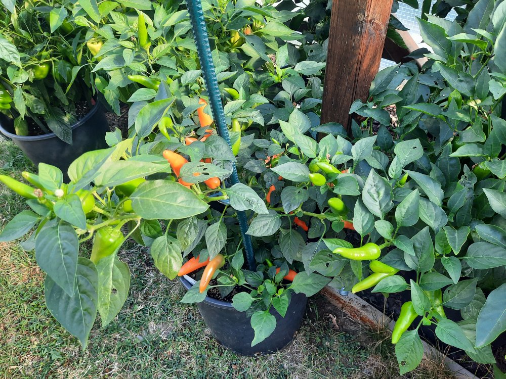 Kalifornischer Peperoni 080822.jpg