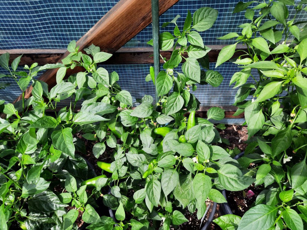 Kalifornischer Peperoni 090722a.jpg