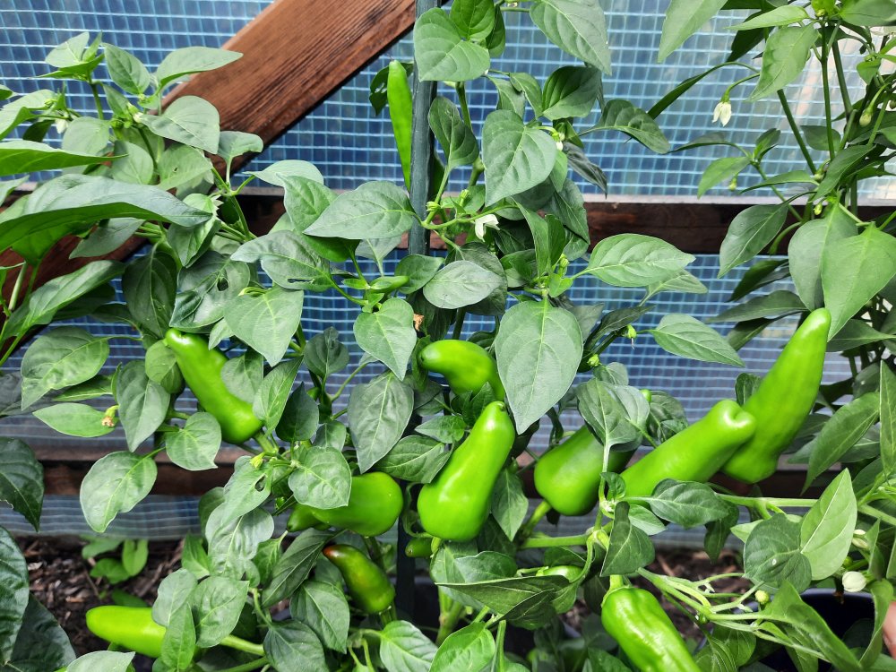 Kalifornischer Peperoni 090722b.jpg