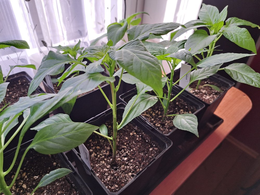 Kampanaki 010326.jpg