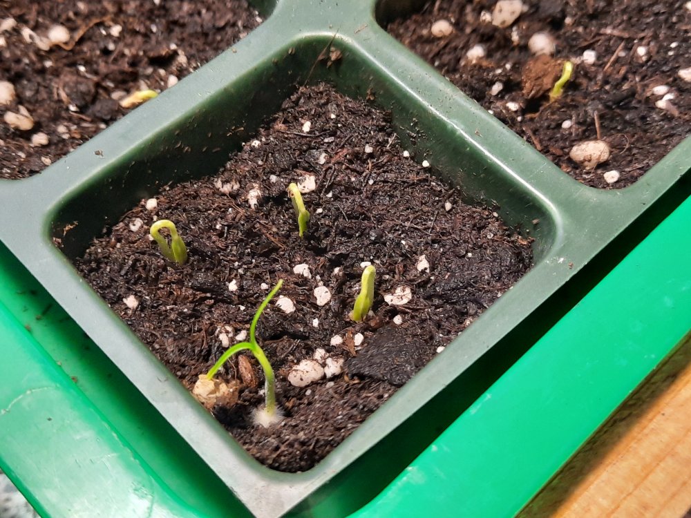 King Naga 08012022.jpg