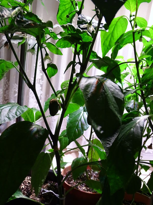 King_of_the_North_20170505