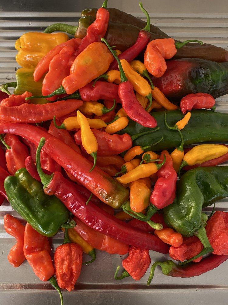 Kleine Chili- und Paprikaernte