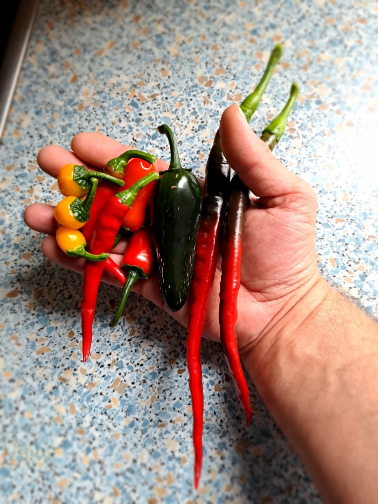 Kleine Ernte 130723.jpg