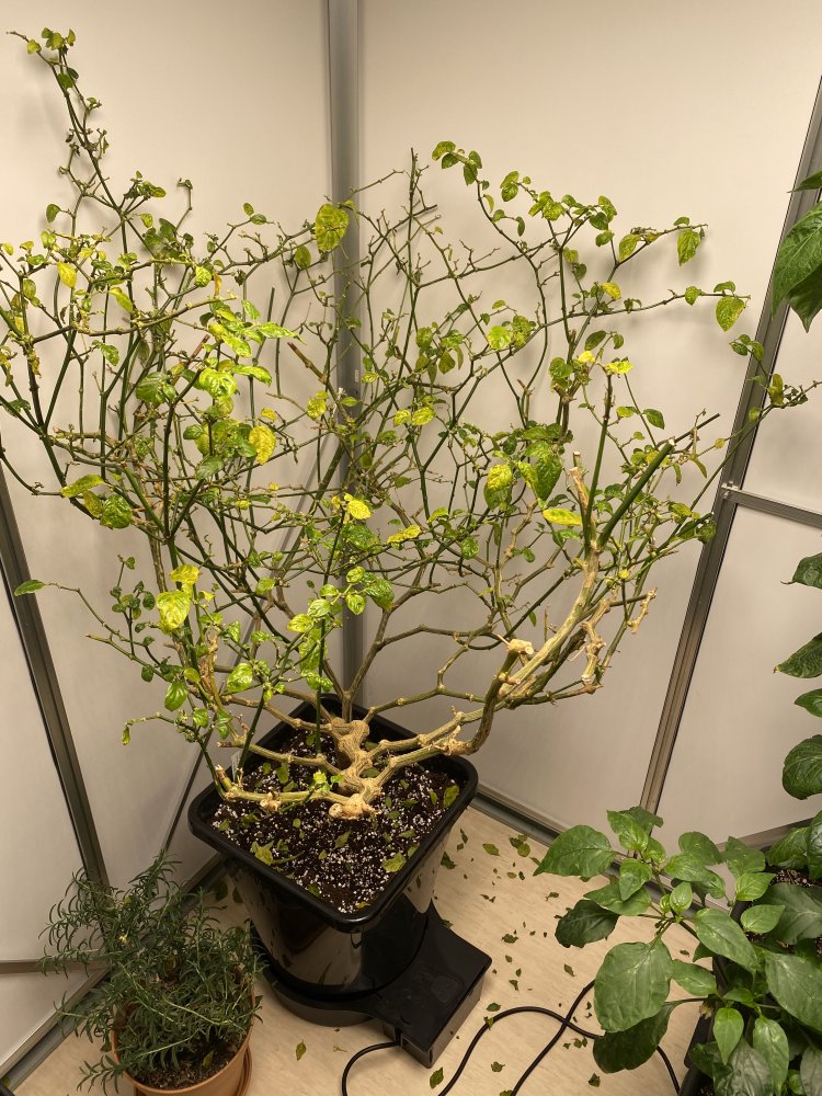 kranke Trinidad Hornet