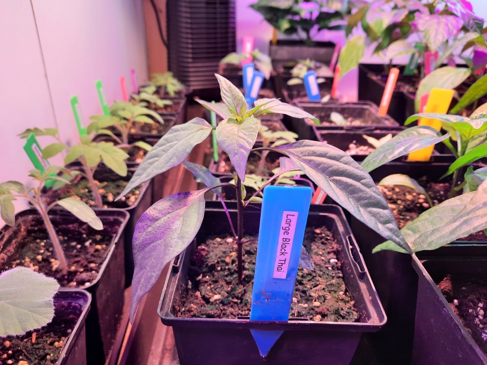 Large Black Thai 26032021