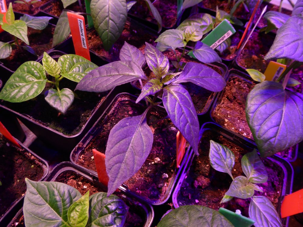 Large Black Thai a.JPG