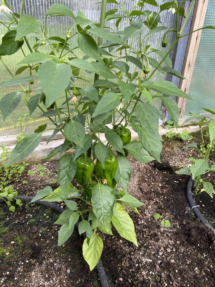 Le Petite Marseillais