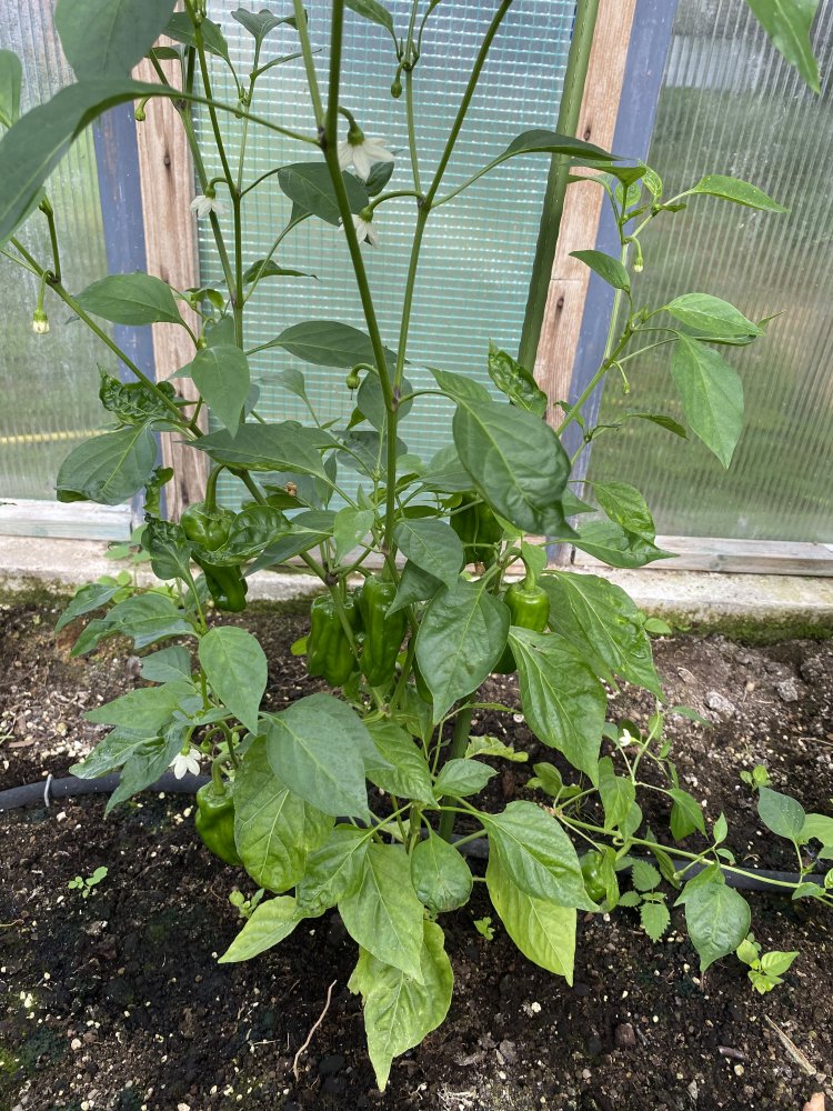 Le Petite Marseillais