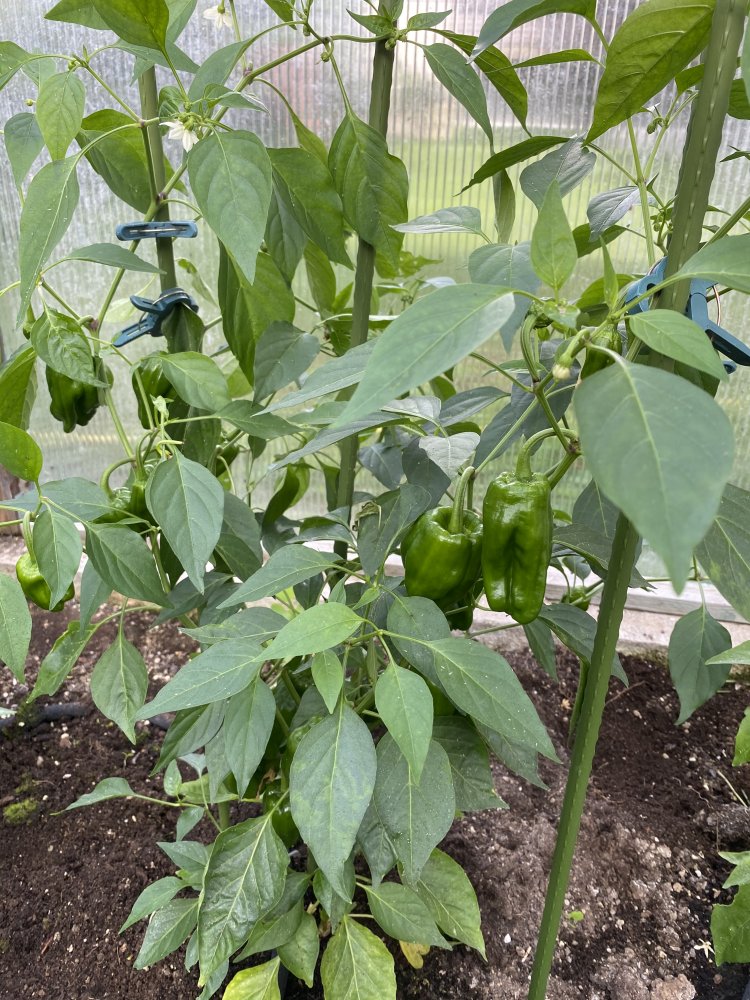 Le Petite Marseillais