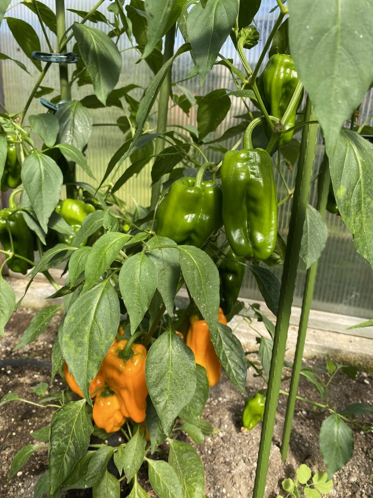 Le Petite Marseillais