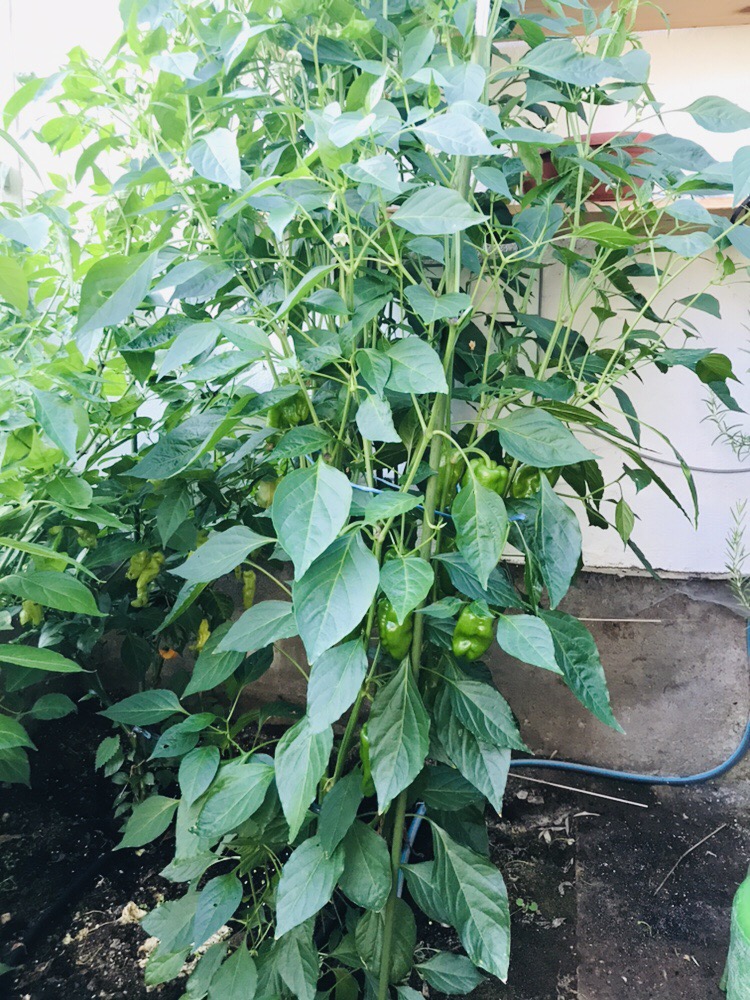 Le Petite Marseillais