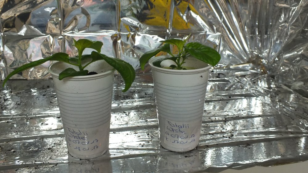 Leider nur 2 kleine Fatalii White