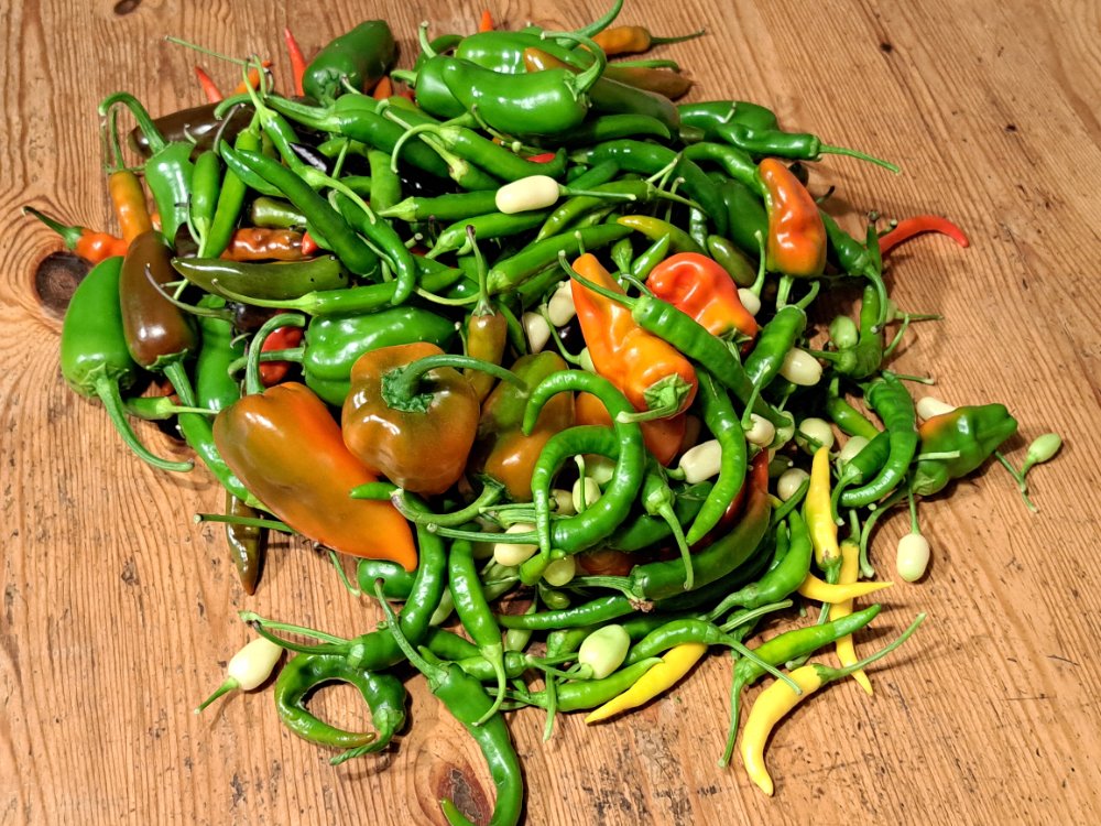 Letzte Ernte 031025.jpg