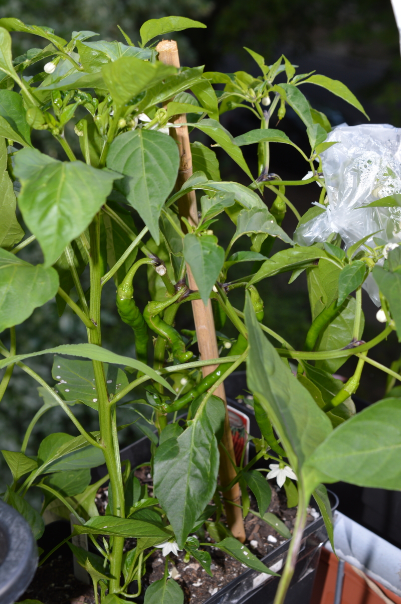 Lidl Peperoni 14072017