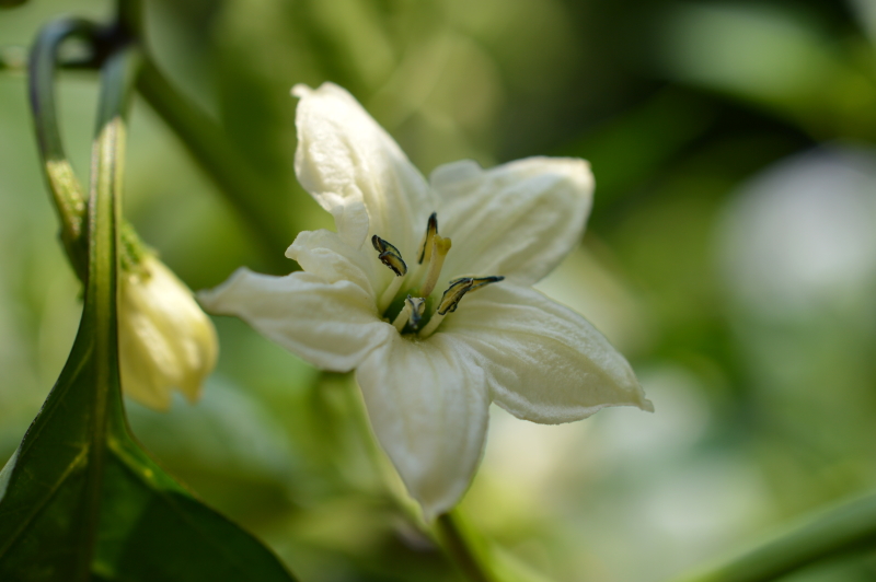 Lidl Peperoni Blüte 14072017