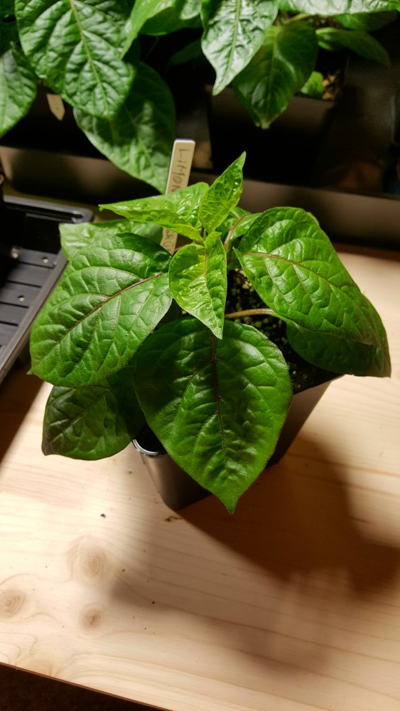 Limon x PDN F3 grün